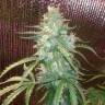 семена конопли курьером Auto Blue Amnesia feminised семена конопли курьером Auto Blue Amnesia feminised