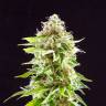 семена конопли недорого Cookies Haze feminised Kannabia Seeds семена конопли недорого Cookies Haze feminised Kannabia Seeds