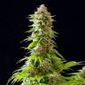 купить семена конопли Cookies Haze feminised Kannabia Seeds купить семена конопли Cookies Haze feminised Kannabia Seeds
