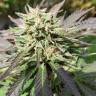 качественные семена конопли Cookies Haze feminised Kannabia Seeds качественные семена конопли Cookies Haze feminised Kannabia Seeds