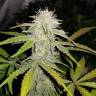 семена конопли наложенным платежом Auto Lemon Haze feminised семена конопли наложенным платежом Auto Lemon Haze feminised