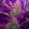 хорошие семена конопли Auto Lemon Haze feminised хорошие семена конопли Auto Lemon Haze feminised