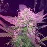 конопля семена сорта заказать Auto Lemon Haze feminised конопля семена сорта заказать Auto Lemon Haze feminised