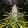 заказ семян конопли Москва Auto Lemon Haze feminised заказ семян конопли Москва Auto Lemon Haze feminised
