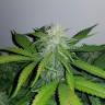 семена культурной конопли купить Auto Lemon Haze feminised семена культурной конопли купить Auto Lemon Haze feminised