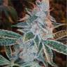 где заказать семена конопли Auto Magnesia Haze feminised где заказать семена конопли Auto Magnesia Haze feminised