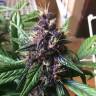 Auto Buddha Purple Kush feminised Buddha Seeds Auto Buddha Purple Kush feminised Buddha Seeds