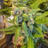 семена конопли наложенным платежом Purple Ryder regular Ganja Seeds семена конопли наложенным платежом Purple Ryder regular Ganja Seeds