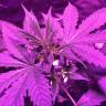 семена конопли недорого Auto Pineapple Express feminised Barneys Farm семена конопли недорого Auto Pineapple Express feminised Barneys Farm