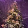 купить семена конопли Auto Pineapple Express feminised Barneys Farm купить семена конопли Auto Pineapple Express feminised Barneys Farm