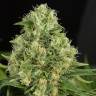 семена конопли медицинских сортов Shark Shock CBD feminised Dinafem Seeds семена конопли медицинских сортов Shark Shock CBD feminised Dinafem Seeds