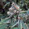 семена конопли для посадки купить Skywalker feminised Dutch Passion Seeds семена конопли для посадки купить Skywalker feminised Dutch Passion Seeds