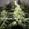семена конопли марихуаны Chronic regular Serious Seeds семена конопли марихуаны Chronic regular Serious Seeds