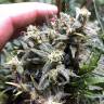 Семена конопли недорого Auto Chocolope feminised GanjaLiveSeeds Семена конопли недорого Auto Chocolope feminised GanjaLiveSeeds