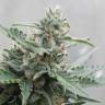 Auto Buddha Deimos feminised Buddha Seeds Auto Buddha Deimos feminised Buddha Seeds