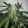 Auto Buddha Deimos feminised Buddha Seeds Auto Buddha Deimos feminised Buddha Seeds