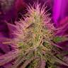 где заказать семена конопли Auto Purple Punch feminised Barneys Farm где заказать семена конопли Auto Purple Punch feminised Barneys Farm