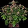 заказать на сайте семена конопли Auto Purple Punch feminised Barneys Farm заказать на сайте семена конопли Auto Purple Punch feminised Barneys Farm