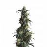 семена конопли наложенным платежом Domina Haze feminised Kannabia Seeds семена конопли наложенным платежом Domina Haze feminised Kannabia Seeds