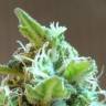 где заказать семена конопли Domina Haze feminised Kannabia Seeds где заказать семена конопли Domina Haze feminised Kannabia Seeds