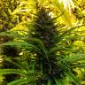 семена конопли феминизированные Skywalker Kush feminised Reserva Privada семена конопли феминизированные Skywalker Kush feminised Reserva Privada
