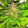 качественные семена конопли Skywalker Kush feminised Reserva Privada качественные семена конопли Skywalker Kush feminised Reserva Privada