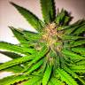 урожайные семена конопли Skywalker Kush feminised Reserva Privada урожайные семена конопли Skywalker Kush feminised Reserva Privada