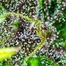 семена конопли в оригинальных упаковках Skywalker Kush feminised Reserva Privada семена конопли в оригинальных упаковках Skywalker Kush feminised Reserva Privada