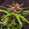 семена конопли недорого Skywalker Kush feminised Reserva Privada семена конопли недорого Skywalker Kush feminised Reserva Privada