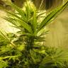 семена конопли элитных сортов Auto Pineapple feminised семена конопли элитных сортов Auto Pineapple feminised