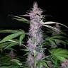 семена конопли курьером Auto Zaisan feminised Bang Seeds семена конопли курьером Auto Zaisan feminised Bang Seeds