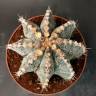Недорогие семена кактуса Astrophytum asterias x ornatum Недорогие семена кактуса Astrophytum asterias x ornatum
