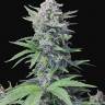 Tutankhamon feminised Ganja Seeds Tutankhamon feminised Ganja Seeds