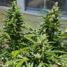 семена конопли дешево Auto Afghani regular семена конопли дешево Auto Afghani regular