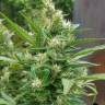 мощные семена конопли Auto Afghani regular мощные семена конопли Auto Afghani regular