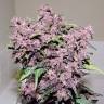 Семена марихуаны Auto Bloody Skunk feminised GanjaLiveSeeds Семена марихуаны Auto Bloody Skunk feminised GanjaLiveSeeds