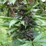 Феминизированные сорта конопли Auto Bloody Skunk feminised GanjaLiveSeeds Феминизированные сорта конопли Auto Bloody Skunk feminised GanjaLiveSeeds