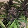 Семена конопли Auto Bloody Skunk feminised GanjaLiveSeeds Семена конопли Auto Bloody Skunk feminised GanjaLiveSeeds
