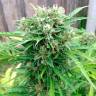 семена сортовой конопли Auto Somango regular семена сортовой конопли Auto Somango regular