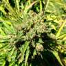 семена конопли Auto Somango regular семена конопли Auto Somango regular