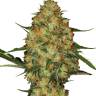 хорошие семена конопли Early Skunk x AK feminised хорошие семена конопли Early Skunk x AK feminised