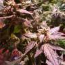 качественные семена конопли Auto AK 49 feminised Ganja Seeds качественные семена конопли Auto AK 49 feminised Ganja Seeds