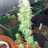 семена конопли феминизированные Auto AK 49 feminised Ganja Seeds семена конопли феминизированные Auto AK 49 feminised Ganja Seeds