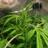 семена конопли дешево Auto AK 49 feminised Ganja Seeds семена конопли дешево Auto AK 49 feminised Ganja Seeds