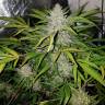 конопля семена сорта заказать Altay feminised Bang Seeds конопля семена сорта заказать Altay feminised Bang Seeds