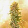 заказ семян конопли Москва Auto Chronic Ryder regular заказ семян конопли Москва Auto Chronic Ryder regular