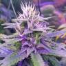 семена конопли для посадки купить Auto Tangerine Dream feminised Barneys Farm семена конопли для посадки купить Auto Tangerine Dream feminised Barneys Farm