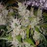 семена конопли курьером Auto Tangerine Dream feminised Barneys Farm семена конопли курьером Auto Tangerine Dream feminised Barneys Farm