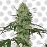семена конопли сорта сатива Auto Tangerine Dream feminised Barneys Farm семена конопли сорта сатива Auto Tangerine Dream feminised Barneys Farm