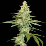 семена конопли в оригинальных упаковках Cannalope Kush feminised DNA Genetics семена конопли в оригинальных упаковках Cannalope Kush feminised DNA Genetics